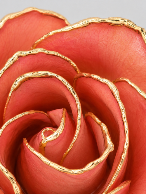 Luxury Coral Rose