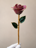 Luxury Mauve Rose